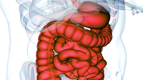 Human Digestive System Anatomy Animation Concept Stock Footage 266538052