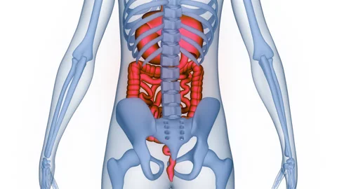 Human Digestive System Anatomy Animation Concept Video stock 266630270
