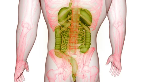 Human Digestive System Anatomy Animation Concept Stock Footage 266639417