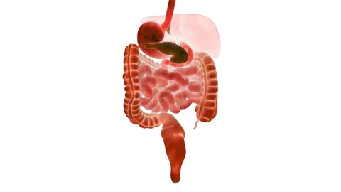 Human Digestive System Anatomy Animation Concept Stock Footage 266641562