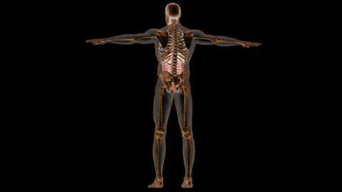 Human Digestive System Anatomy Animation Concept Stock Footage 266641975