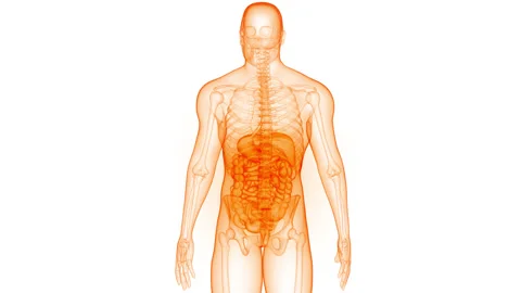 Human Digestive System Anatomy Animation Concept Stock-Footage 266647114