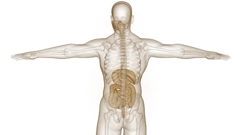 Human Digestive System Anatomy Animation Concept Stock Footage 266654841