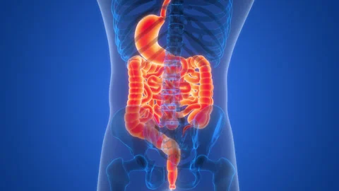Human Digestive System Anatomy Animation Concept 動画素材 281255224