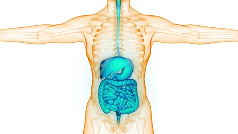 Human Digestive System Anatomy Animation Concept Stock-Footage 281258834