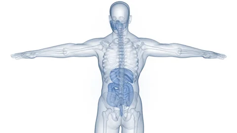Human Digestive System Anatomy Animation Concept Stock-Footage 284196753