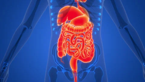 Human Digestive System Anatomy Animation Concept 스톡 동영상 286006731