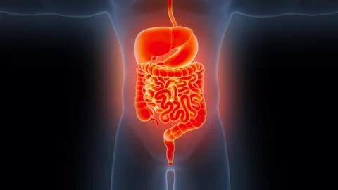 Human Digestive System Anatomy Animation Concept 스톡 동영상 286007573