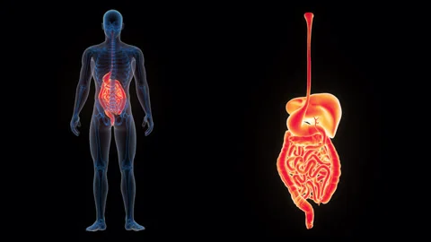 Human Digestive System Anatomy Animation Concept Video stock 286007795