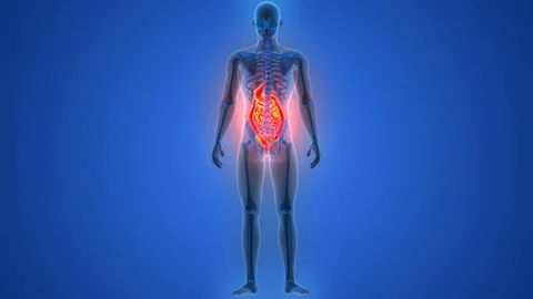Human Digestive System Anatomy Animation Concept Stock Footage 286008222