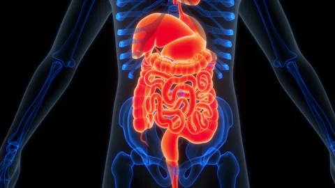 Human Digestive System Anatomy Animation Concept Stock Footage 286008652