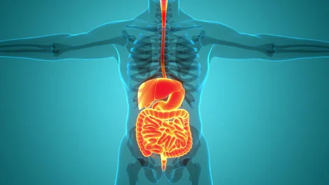 Human Digestive System Anatomy Animation Concept Stock Footage 286012496