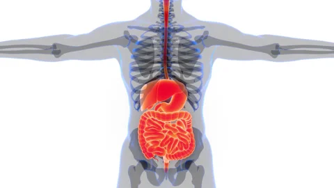 Human Digestive System Anatomy Animation Concept Video stock 286012959