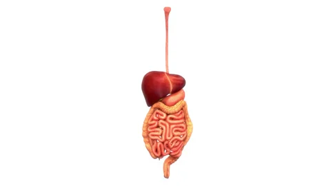Human Digestive System Anatomy Animation Concept Stock Footage 286013246
