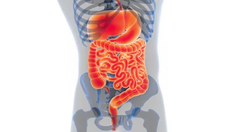 Human Digestive System Anatomy Animation Concept 스톡 동영상 286013753