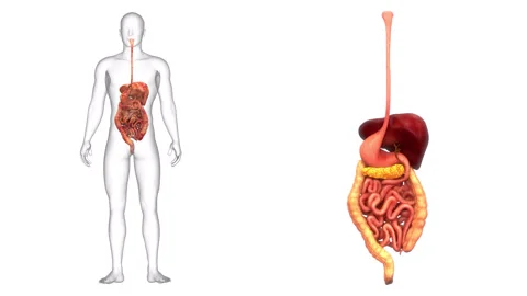Human Digestive System Anatomy Animation Concept 스톡 동영상 286016861