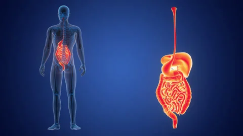 Human Digestive System Anatomy Animation Concept 스톡 동영상 286018478