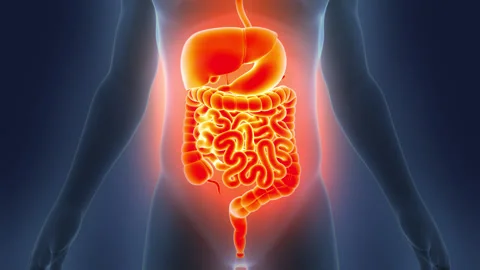 Human Digestive System Anatomy Animation Concept 動画素材 286018694