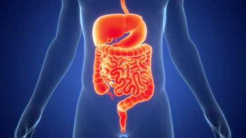 Human Digestive System Anatomy Animation Concept 스톡 동영상 286018720