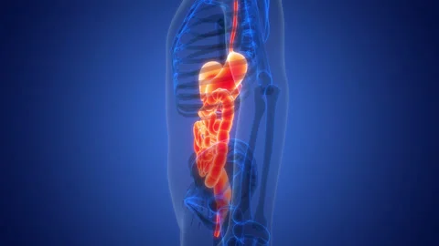 Human Digestive System Anatomy Animation Concept 스톡 동영상 286018864