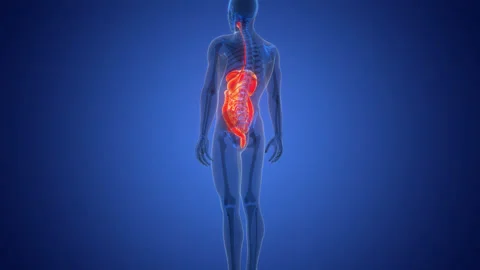 Human Digestive System Anatomy Animation Concept Video stock 290339848