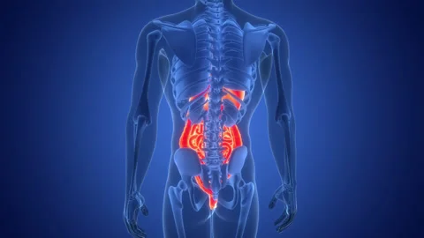 Human Digestive System Anatomy Animation Concept 스톡 동영상 291390866