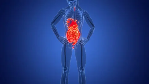 Human Digestive System Anatomy Animation Concept Stock Footage 291393266