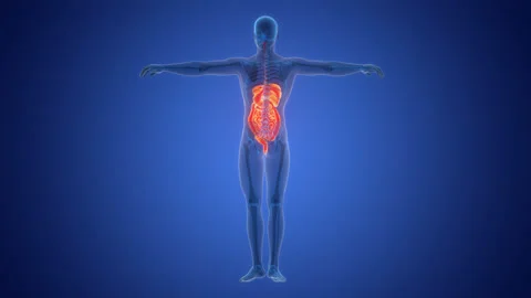 Human Digestive System Anatomy Animation Concept Stock Footage 291395245