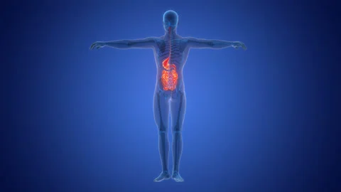 Human Digestive System Anatomy Animation Concept Stock Footage 291395537