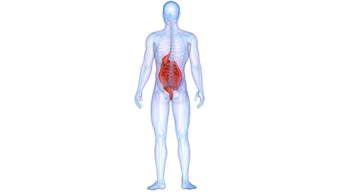 Human Digestive System Anatomy Animation Concept Video stock 303621245