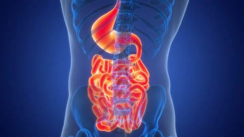 Human Digestive System Anatomy Animation Concept Stock Footage 303621401