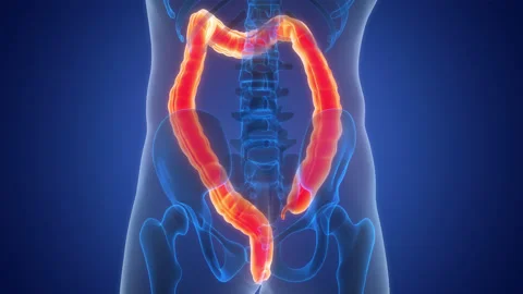 Human Digestive System Anatomy Animation Concept Stock Footage 303621466