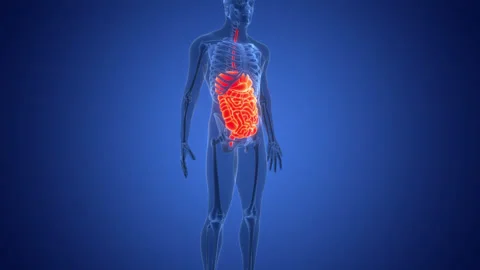 Human Digestive System Anatomy Animation Concept Video stock 303622106