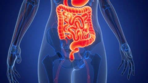 Human Digestive System Anatomy Animation Concept 스톡 동영상 303622606