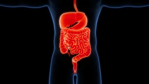 Human Digestive System Anatomy Animation Concept 스톡 동영상 303622899