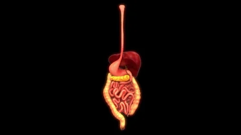 Human Digestive System Anatomy Animation Concept 스톡 동영상 303623353