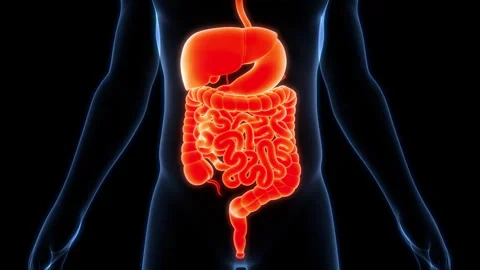 Human Digestive System Anatomy Animation Concept 스톡 동영상 303624023