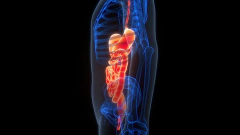 Human Digestive System Anatomy Animation Concept 스톡 동영상 303624237