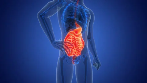 Human Digestive System Anatomy Animation Concept Stock-Footage 303625590