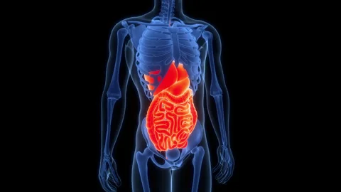 Human Digestive System Anatomy Animation Concept Stock Footage 303626224