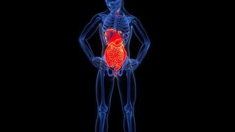 Human Digestive System Anatomy Animation Concept Stock-Footage 303626998