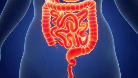 Human Digestive System Anatomy Animation Concept Stock-Footage 303627886