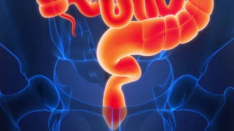 Human Digestive System Anatomy Animation Concept Stock-Footage 303628051