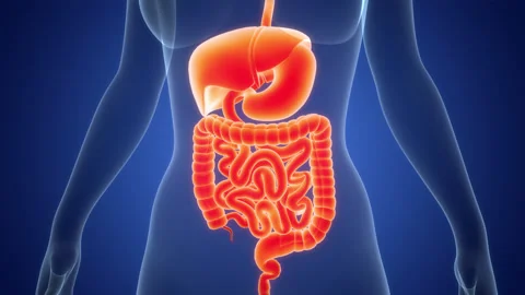 Human Digestive System Anatomy Animation Concept 스톡 동영상 303628099