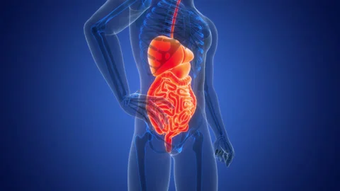 Human Digestive System Anatomy Animation Concept 스톡 동영상 303628429