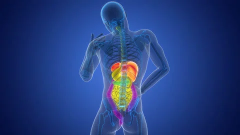 Human Digestive System Anatomy Animation Concept 스톡 동영상 303628460