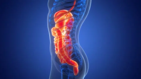 Human Digestive System Anatomy Animation Concept Stock Footage 303629560