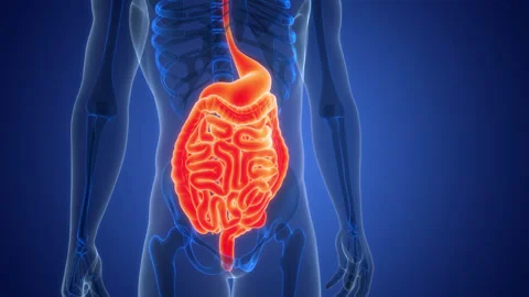 Human Digestive System Anatomy Animation Concept Stock Footage 307389931
