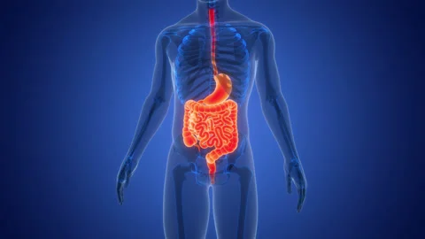 Human Digestive System Anatomy Animation Concept Stock Footage 307392181