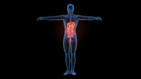 Human Digestive System Anatomy Animation Concept Stock Footage 307401902